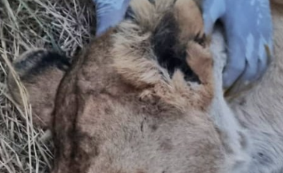 Lion pride clashes leave 2 lionesses injured in Maasai Mara