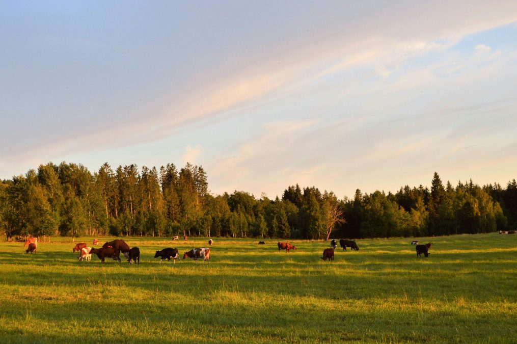 A photo of cows grazing in an open field. PHOTO/Pexels