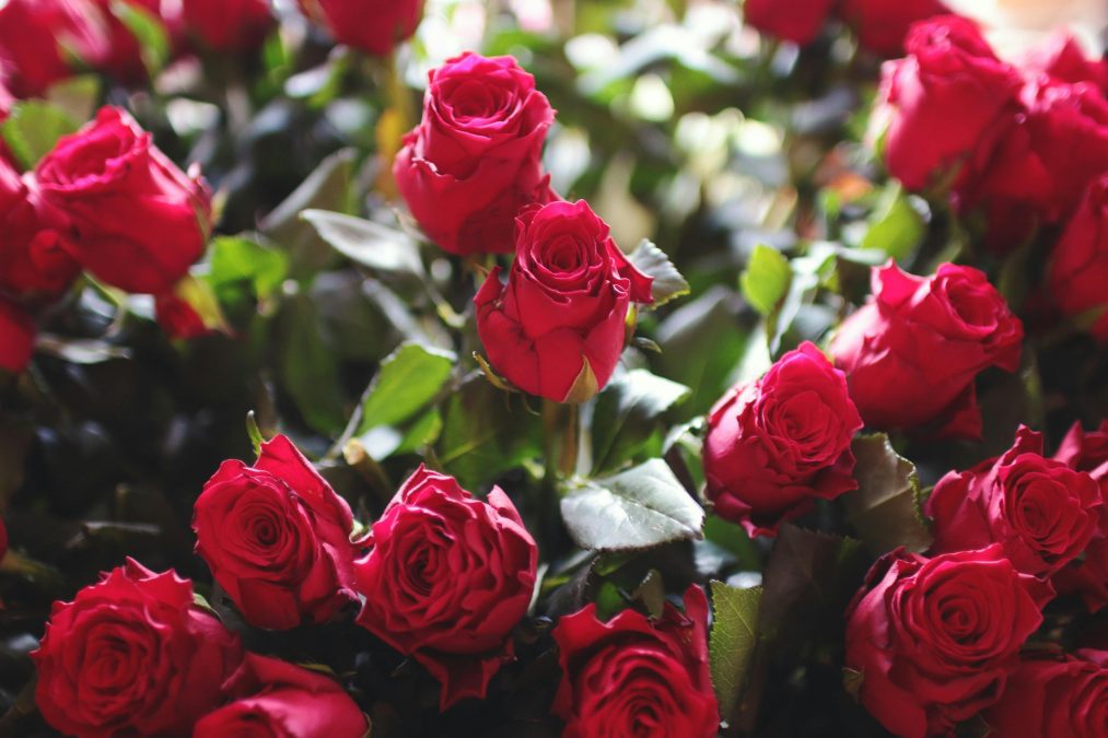 An image of flowers to signify love. PHOTO/Pexels
