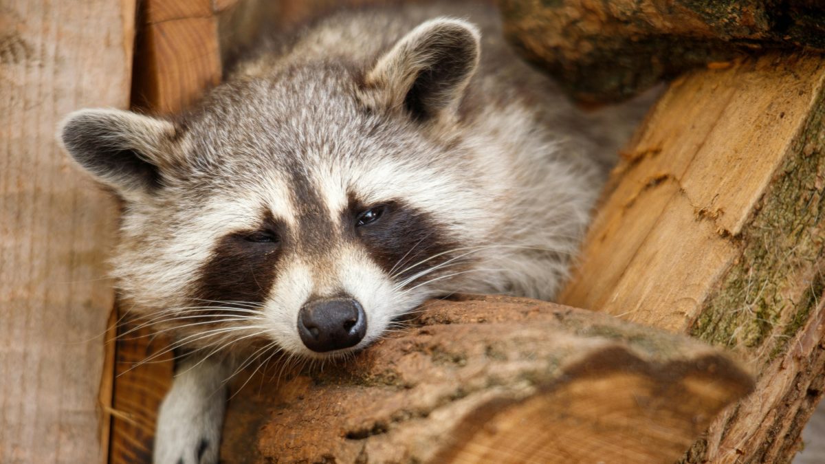 Raccoon goes on drunken rampage in liquor store, passes out on bathroom floor
