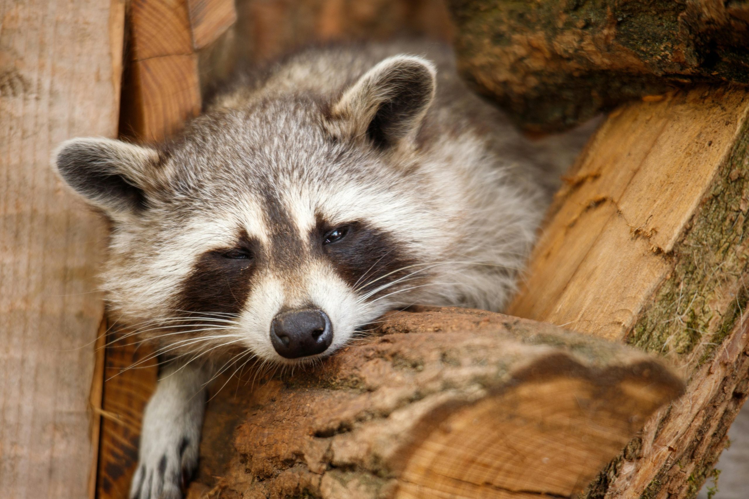 Raccoon goes on drunken rampage in liquor store, passes out on bathroom floor