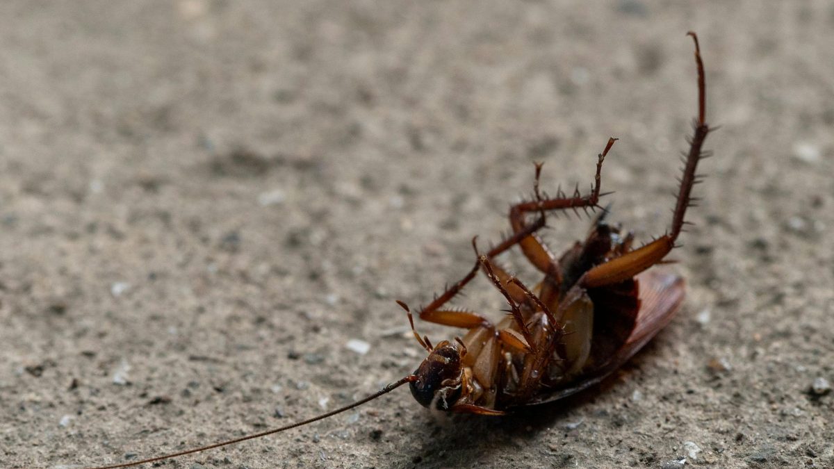 How to get rid of cockroaches at home without using spray