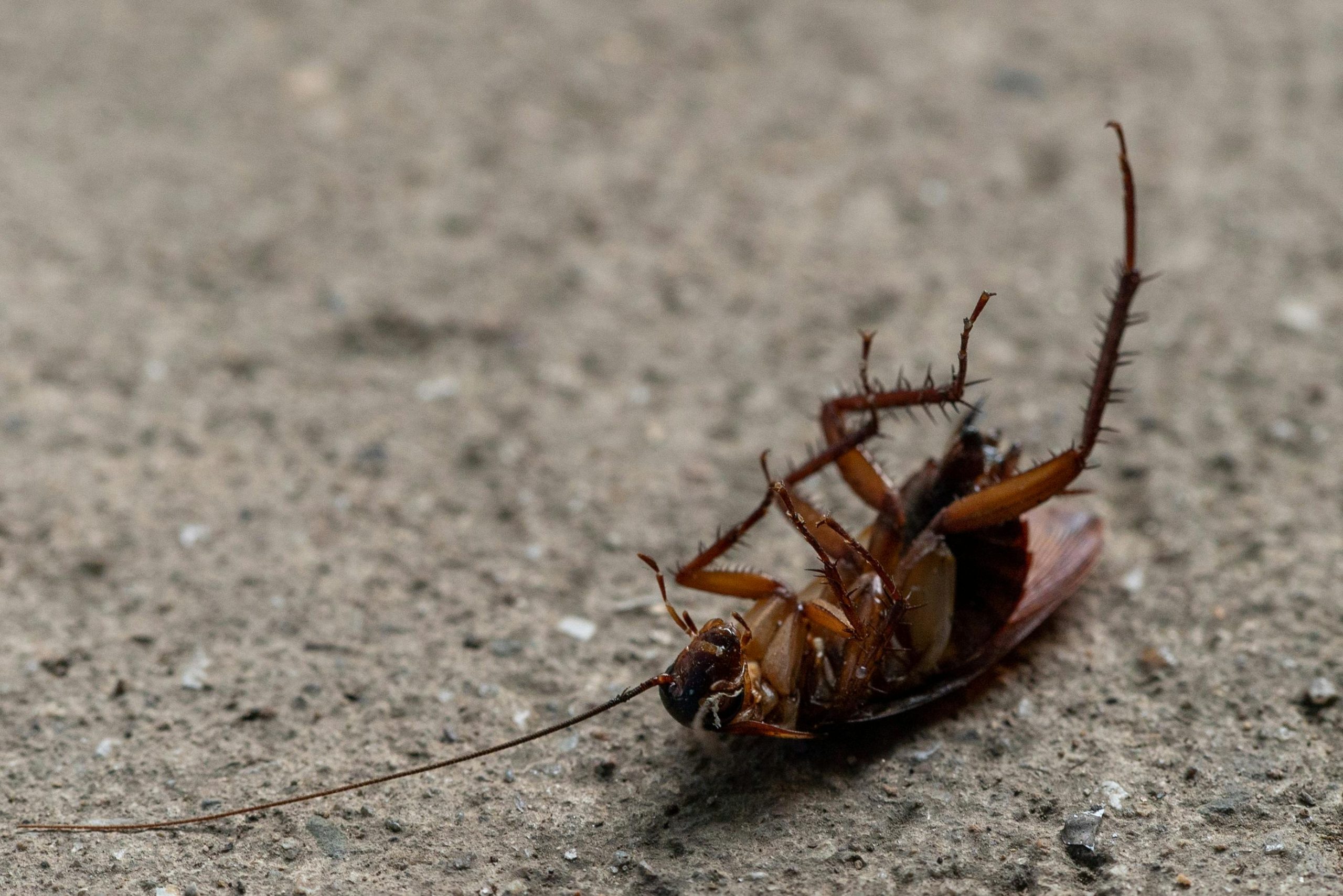 How to get rid of cockroaches at home without using spray