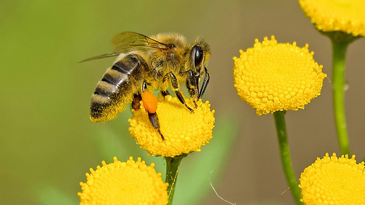 An image of a bee. PHOTO/Pexels
