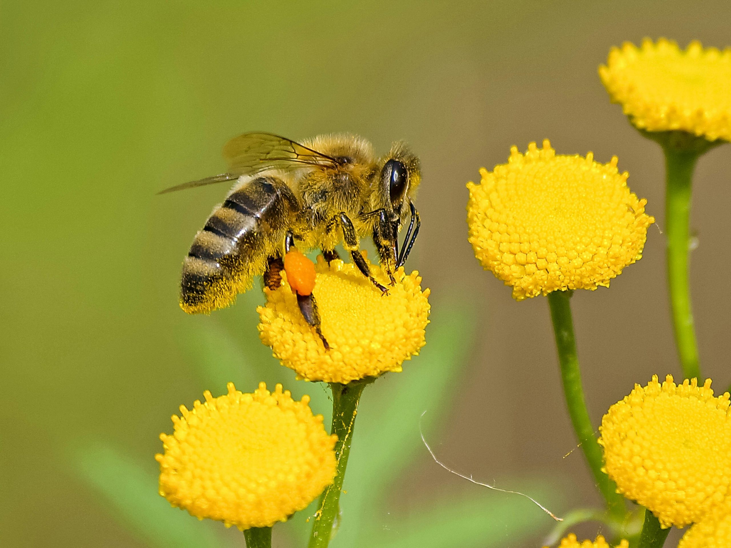 Court grants stingless bees legal rights in landmark ruling