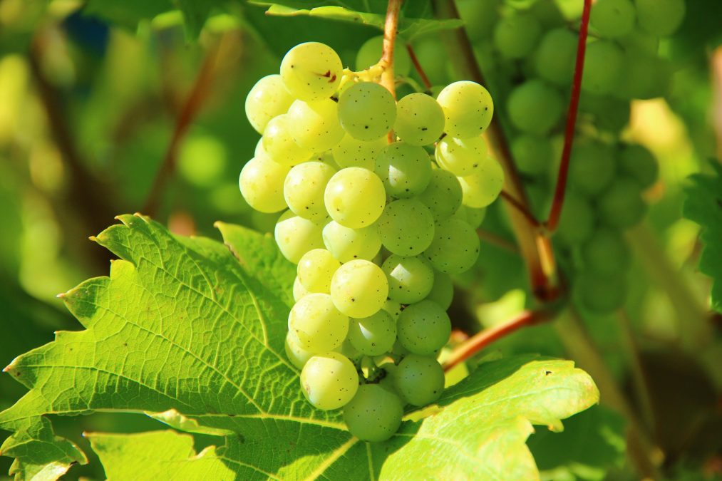 Green grapes. Image used for illustration purposes. PHOTO/Pexels