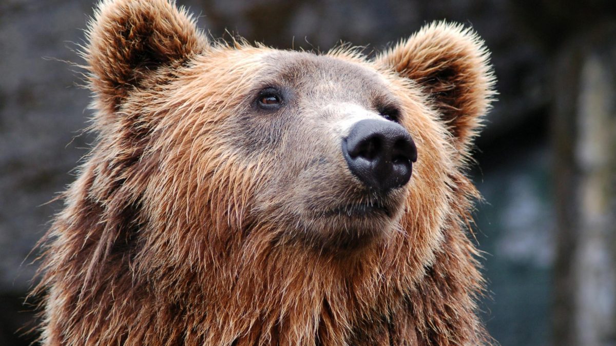 Unwanted housemate: Bear found hiding under a man’s home