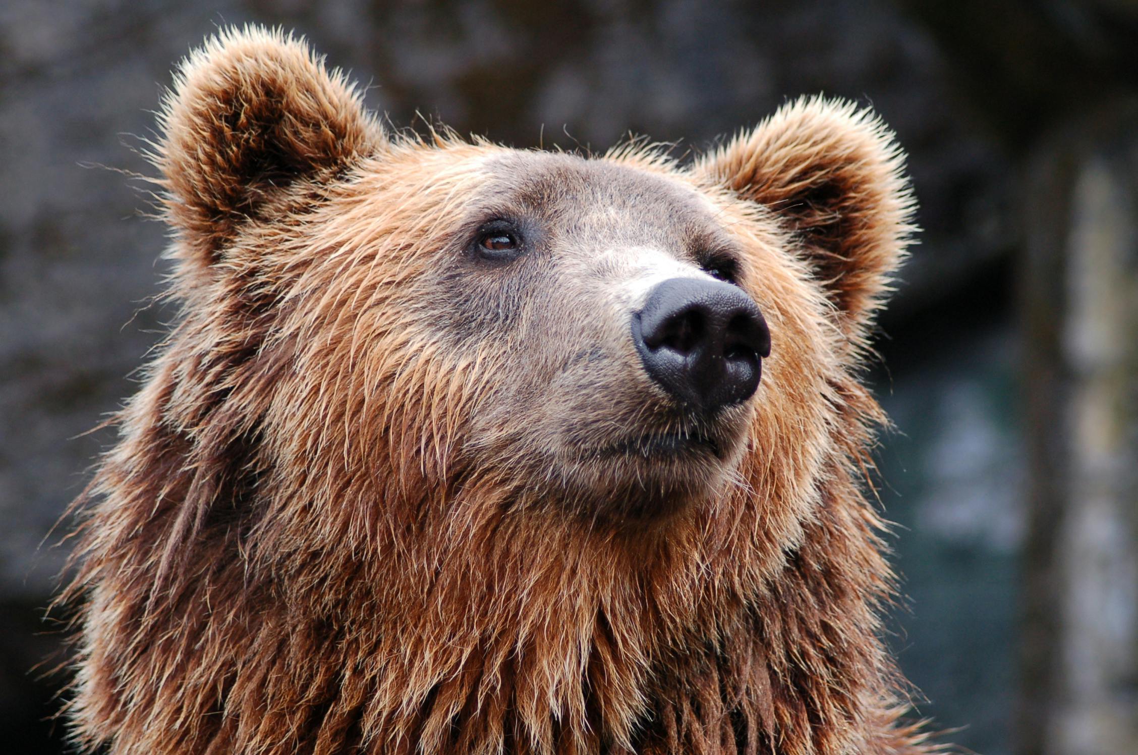 Unwanted housemate: Bear found hiding under a man’s home
