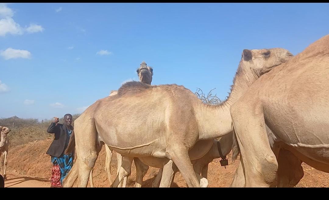 Someone escorting cattle. PHOTO/Wanjira Wachira