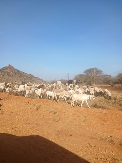 Someone escorting cattle. PHOTO/Wanjira Wachira