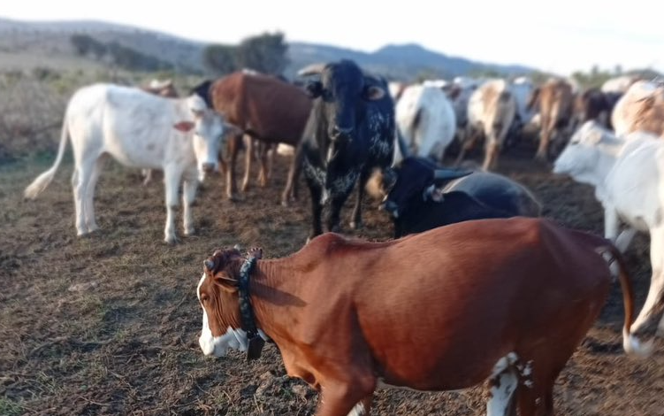 Herds of cows in Laikipia County. PHOTO/@PoliceKE/X