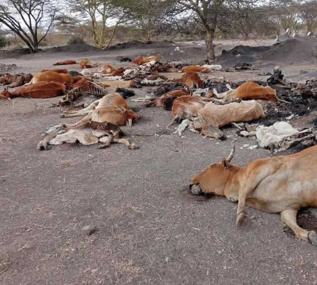 Dead livestock in Mandera. PHOTO/@IrshadIdris/X

