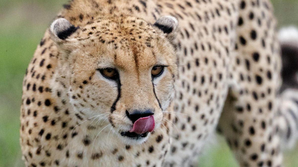 Mummified cheetahs found in Saudi caves shed light on lost populations