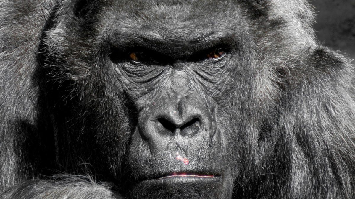 Birth of rare mountain gorilla twins recorded in Congo park