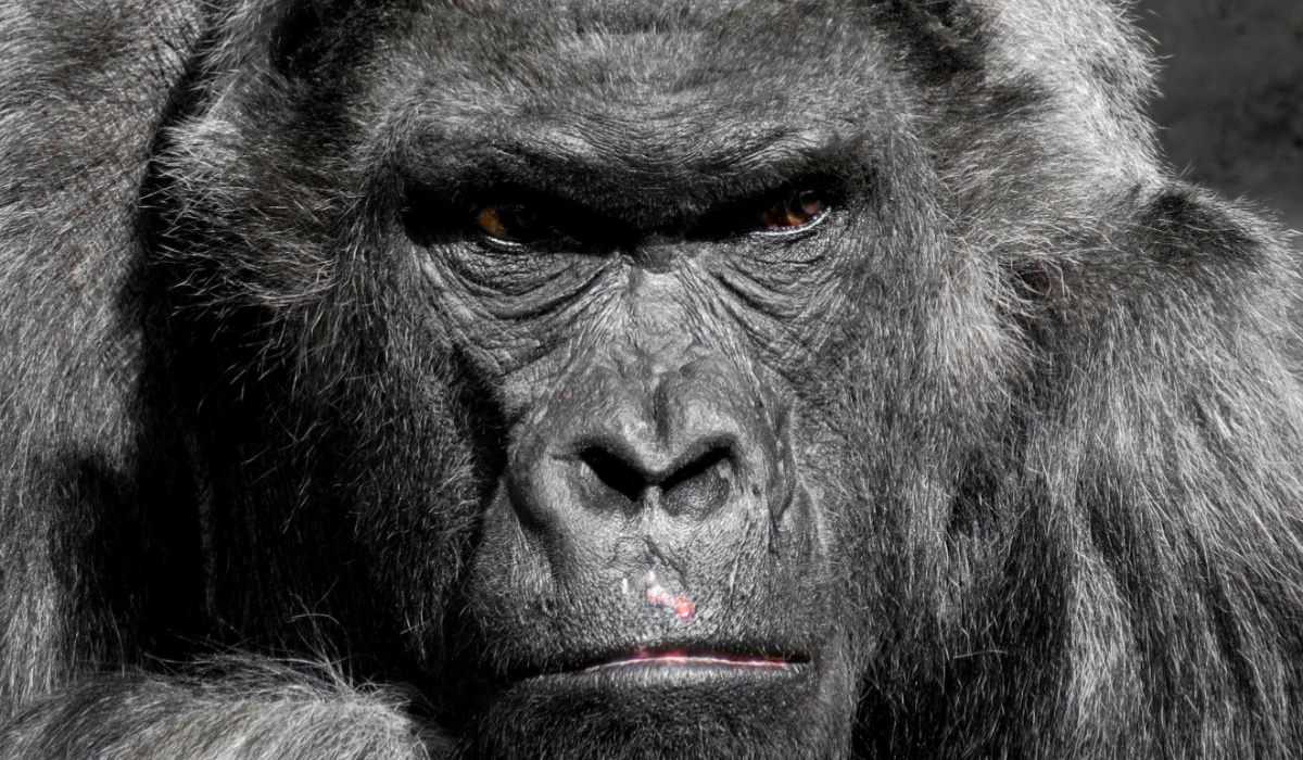 Birth of rare mountain gorilla twins recorded in Congo park