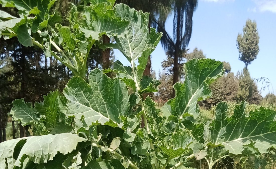 An image of a Sukuma Wiki. PHOTO/@mukiri_ndegwa/X