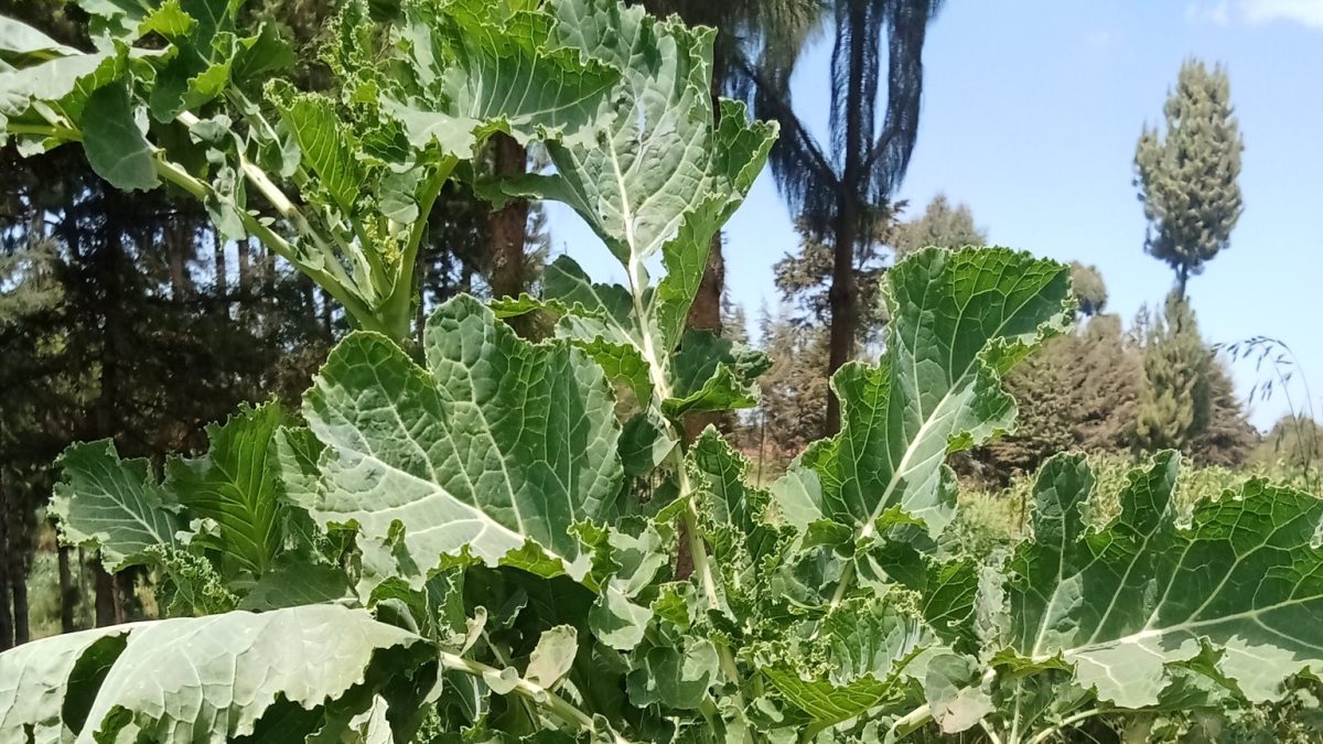 Goodbye Njaanuary! 5 foods that became Kenyans’ darling in January