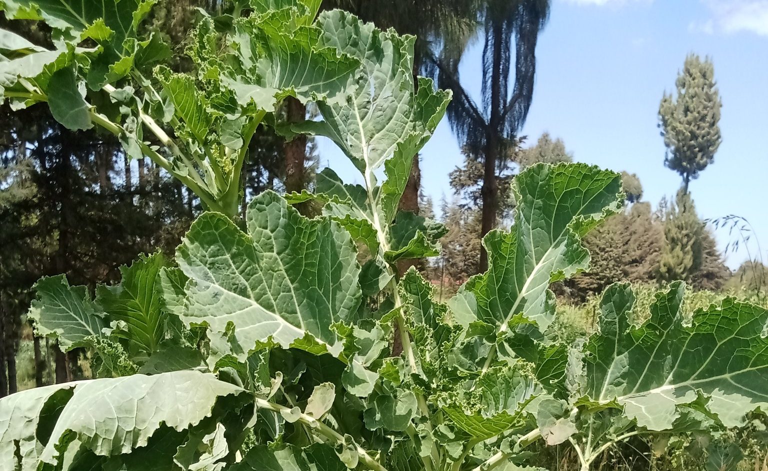 Goodbye Njaanuary! 5 foods that became Kenyans’ darling in January