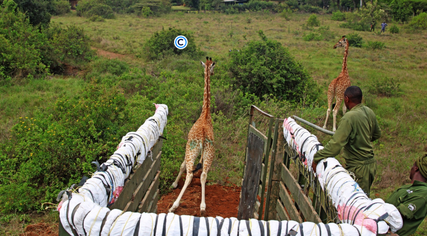 Rothschild giraffe on arrival at the Giraffe Center. PHOTO/@KWSKenya/X