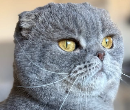How politician’s cat has become an internet sensation in Belgium