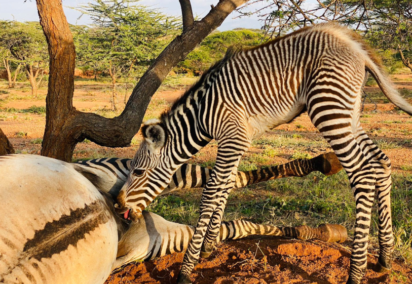 International Zebra Day: Why Kenya’s zebras are world-famous