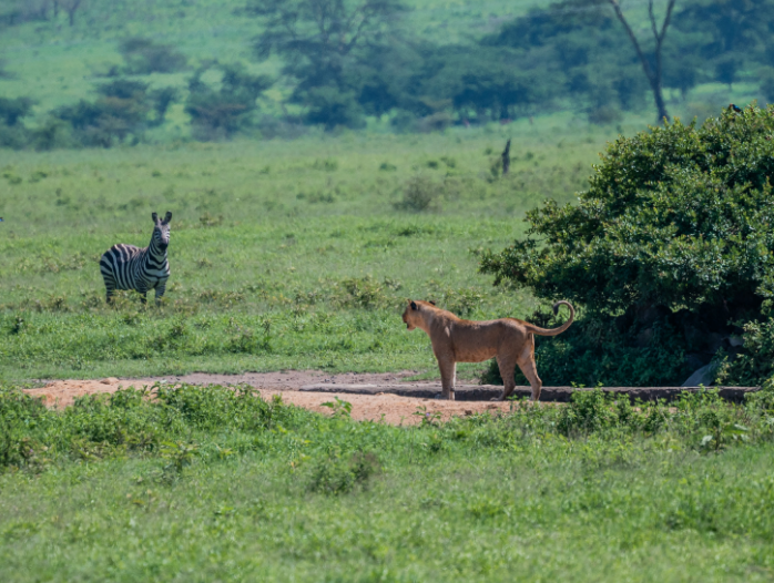 A zebra and a lion in a park. PHOTO/@KWSKenya/X
