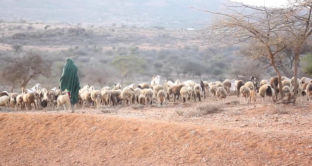 Someone escorting cattle. PHOTO/Wanjira Wachira