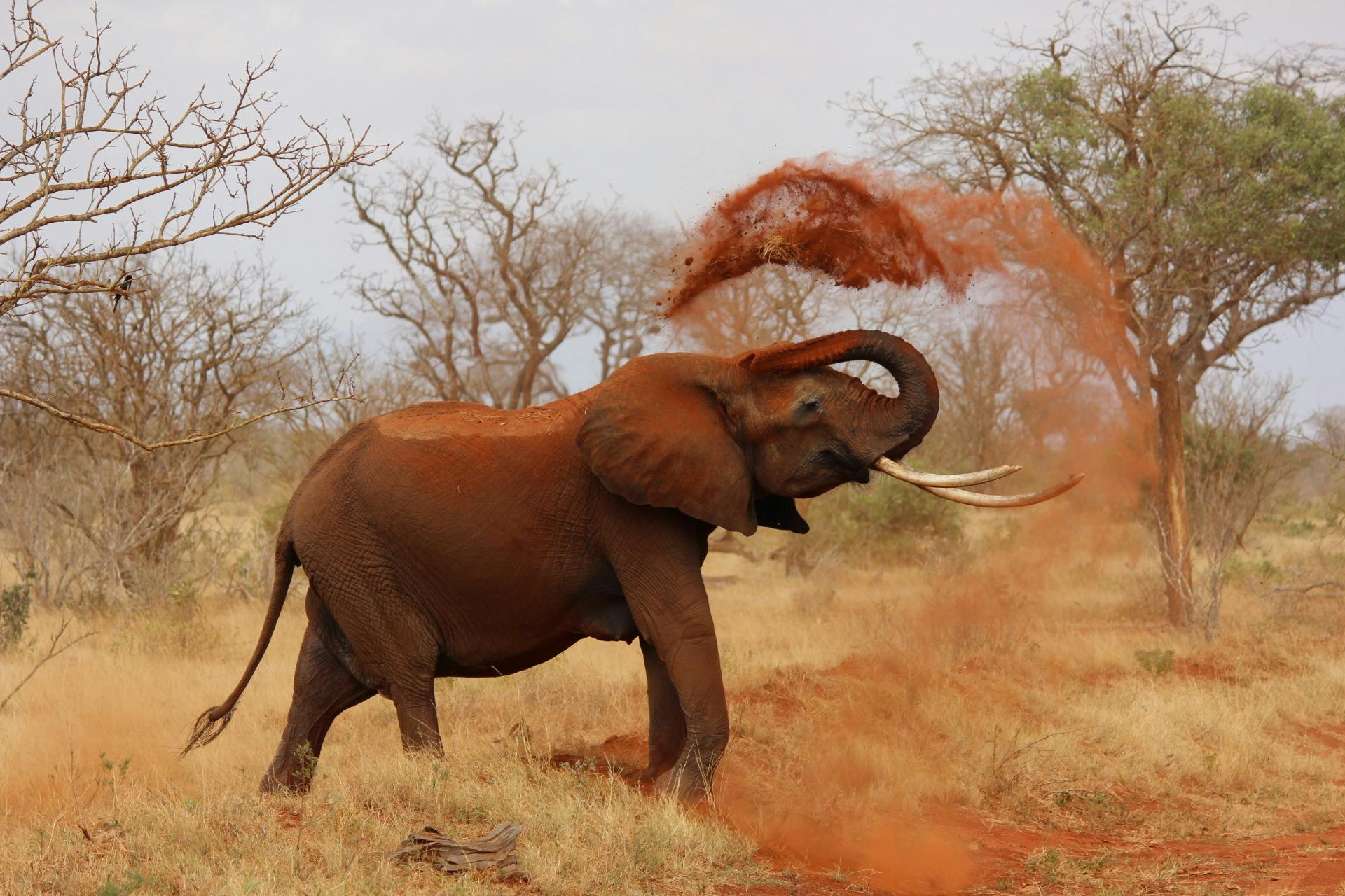 Tragedy as Elephant attack claims 20 lives