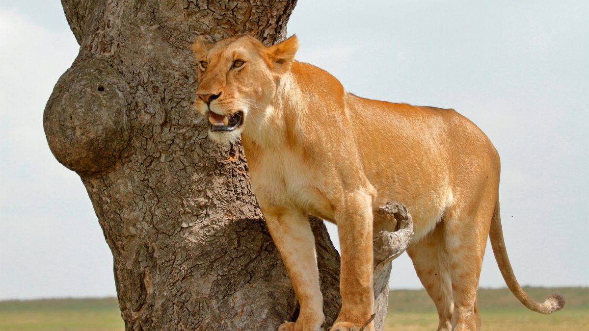 Lion DNA helps convict poachers for first time