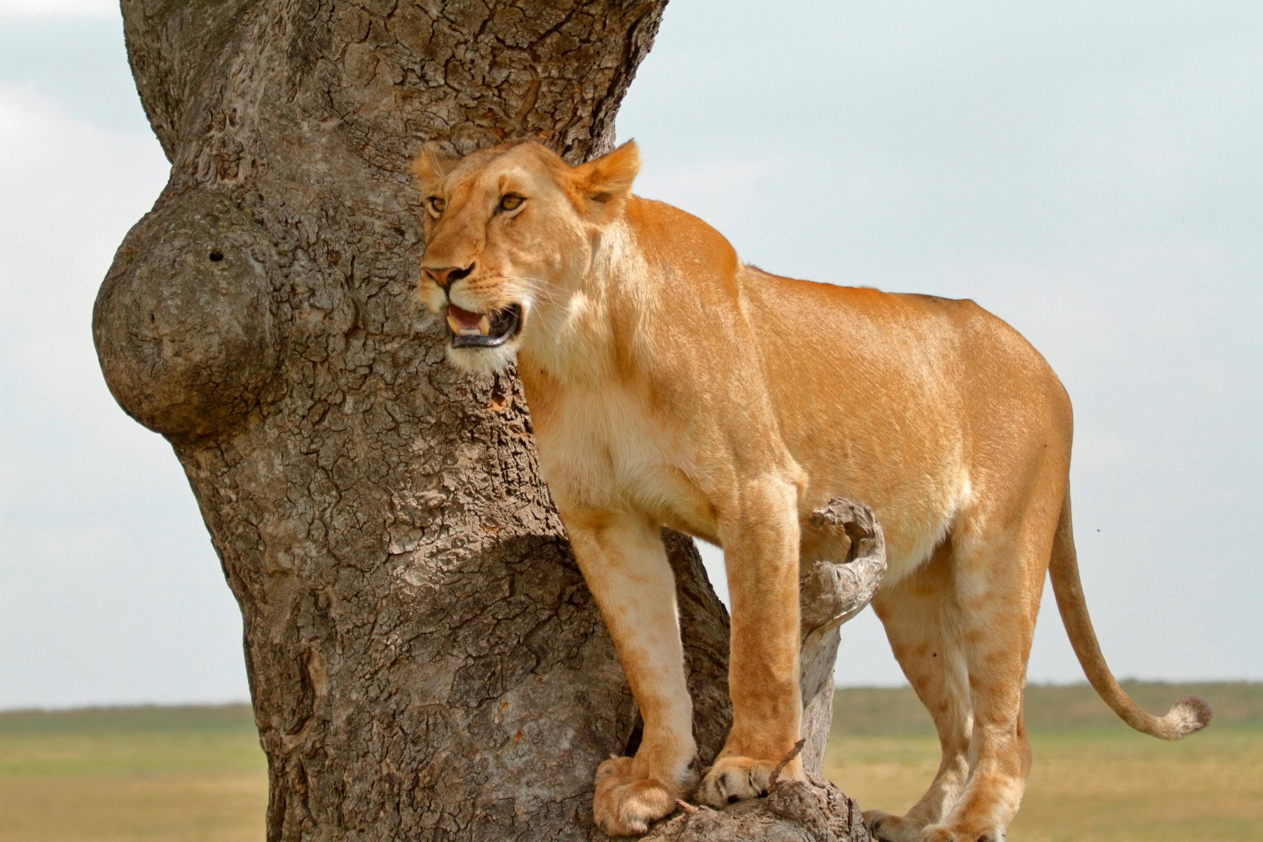 Lion DNA helps convict poachers for first time