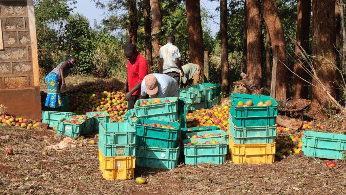 Agricultural officers and farmers sorting out mangoes from a farm in Maragua lower Murang'a . PHOTO/Wangari Njuguna