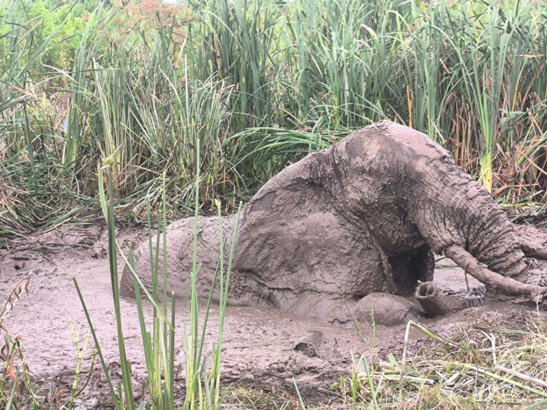 Elephant stuck in mud waters. PHOTO/@KWSKenya/X