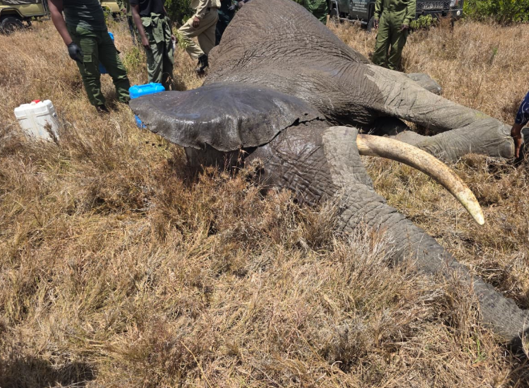 The elephant rescued from deadly trap. PHOTO/@KWSKenya/X