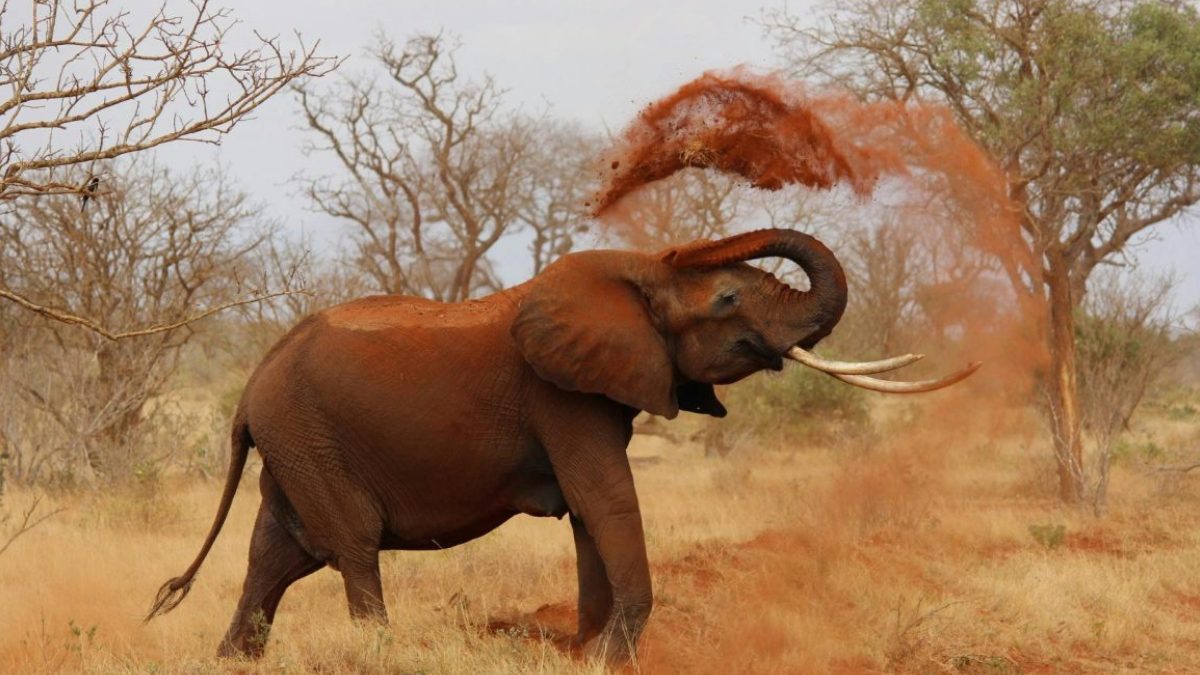 Historic moment as baby elephant is born at a zoo after nearly 25 years