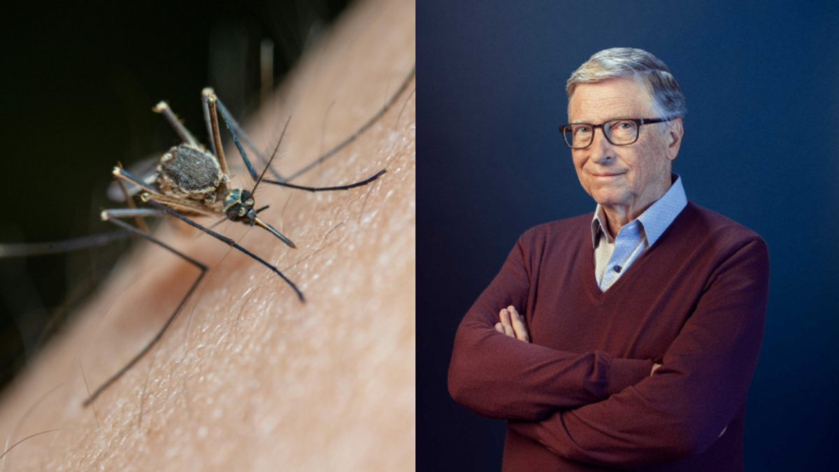An image of a mosquito used for illustration [L]. American billionaire and philanthropist Bill Gates [R]. PHOTOS/Pexels, @johnrackham82/X
