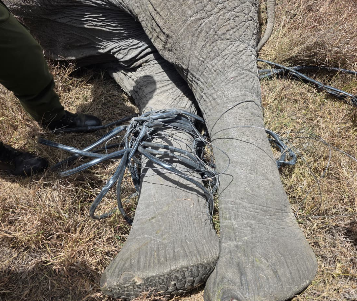 Elephant trapped by a fence wire. PHOTO/@KWSKenya/X