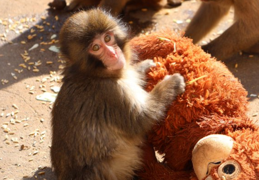 Punch the monkey with his stuffed animal. PHOTO/@ichikawa_zoo/X