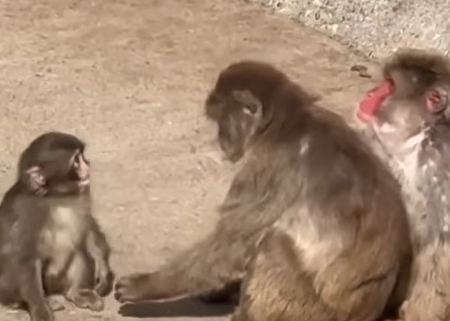Punch being bullied by other monkeys. PHOTO/Screengrab by K24 Digital