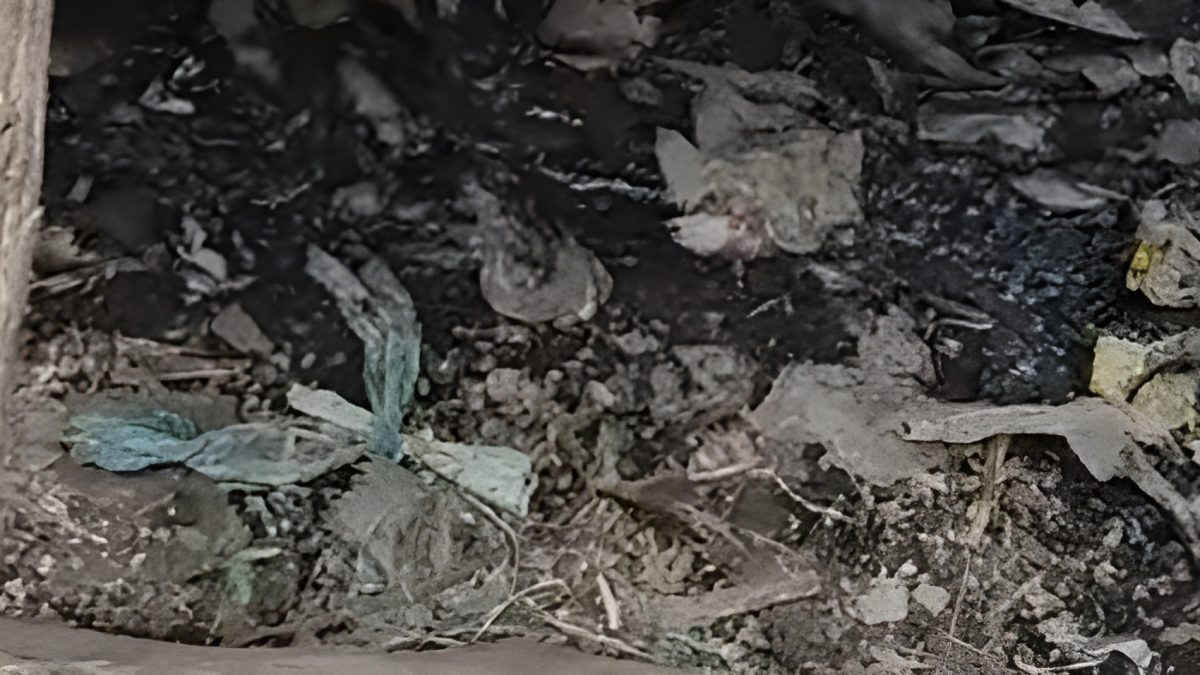 Mosiria raises alarm over unsafe food after fish vendor found cooking near sewer