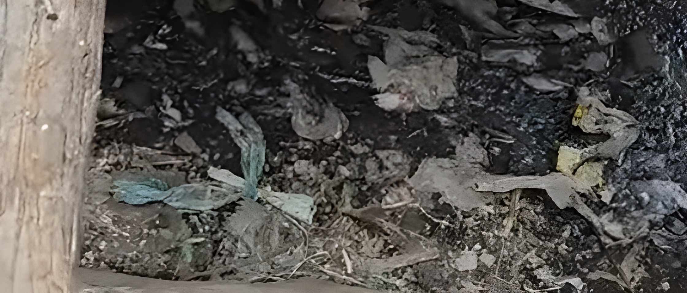 Mosiria raises alarm over unsafe food after fish vendor found cooking near sewer