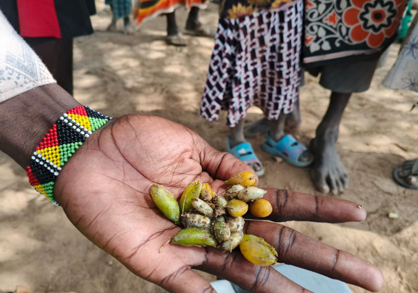 Woman holding wild beans. PHOTO/@KenyaRedCross/X