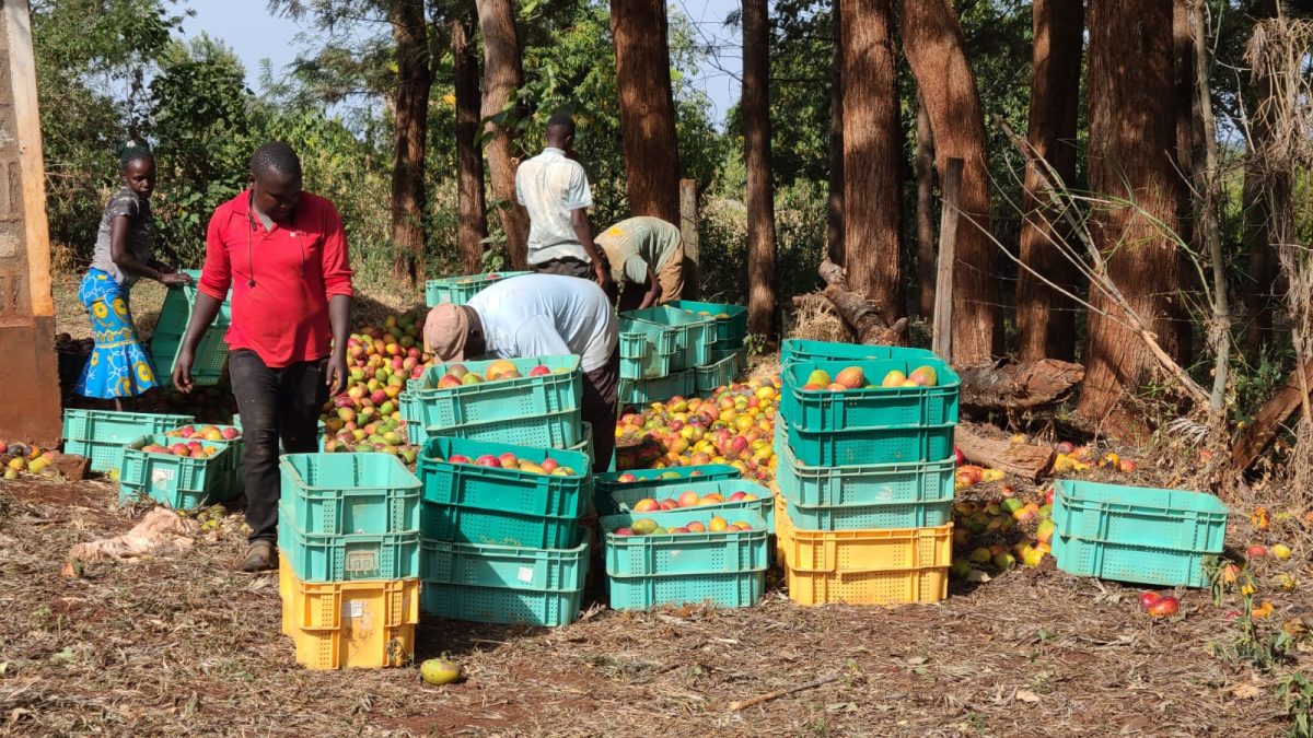 Surplus mangoes in Murang'a at risk of ruin before last-minute rescue