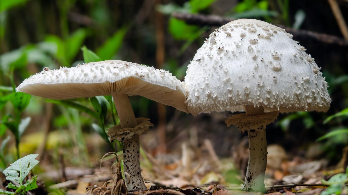 4 people die after eating death cap mushrooms