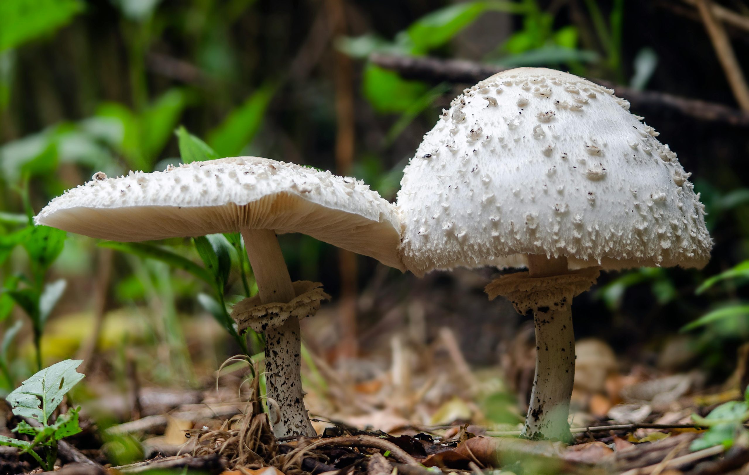 4 people die after eating death cap mushrooms