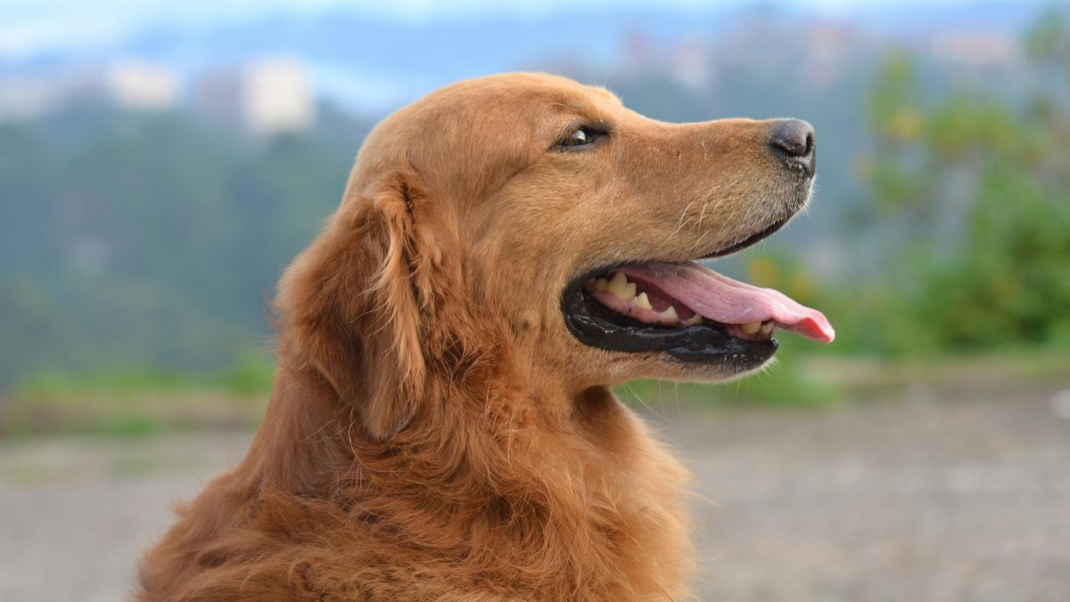 Nigeria ranks with China, Vietnam as a leading dog meat consumer