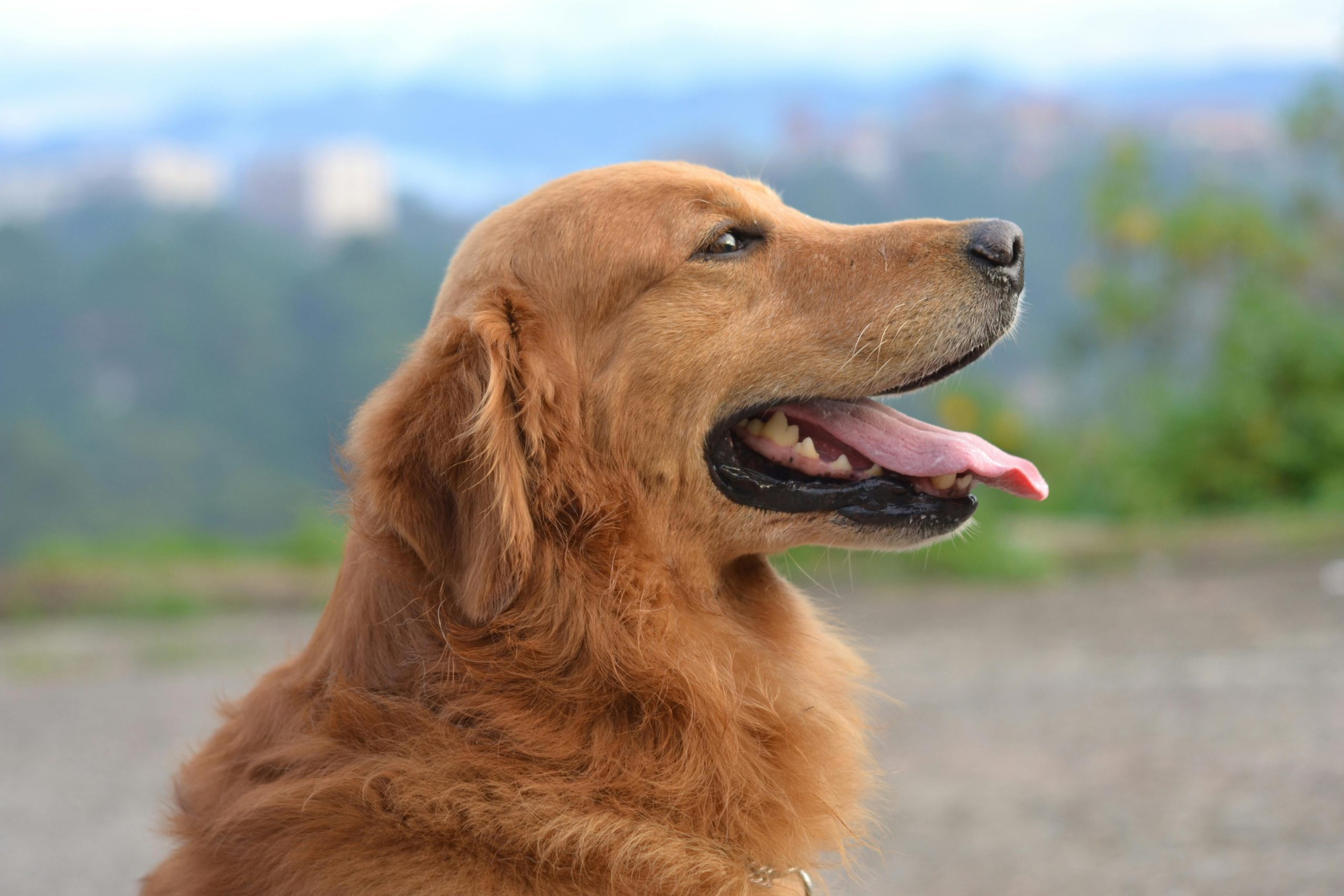 Hundreds of dogs killed in Ethiopian town after 3 children die from rabies