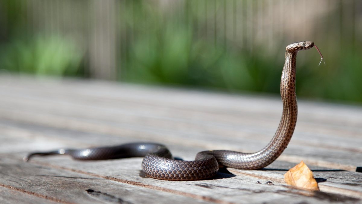 Nigerian singer’s death exposes the country’s out-of-control snakebite crisis