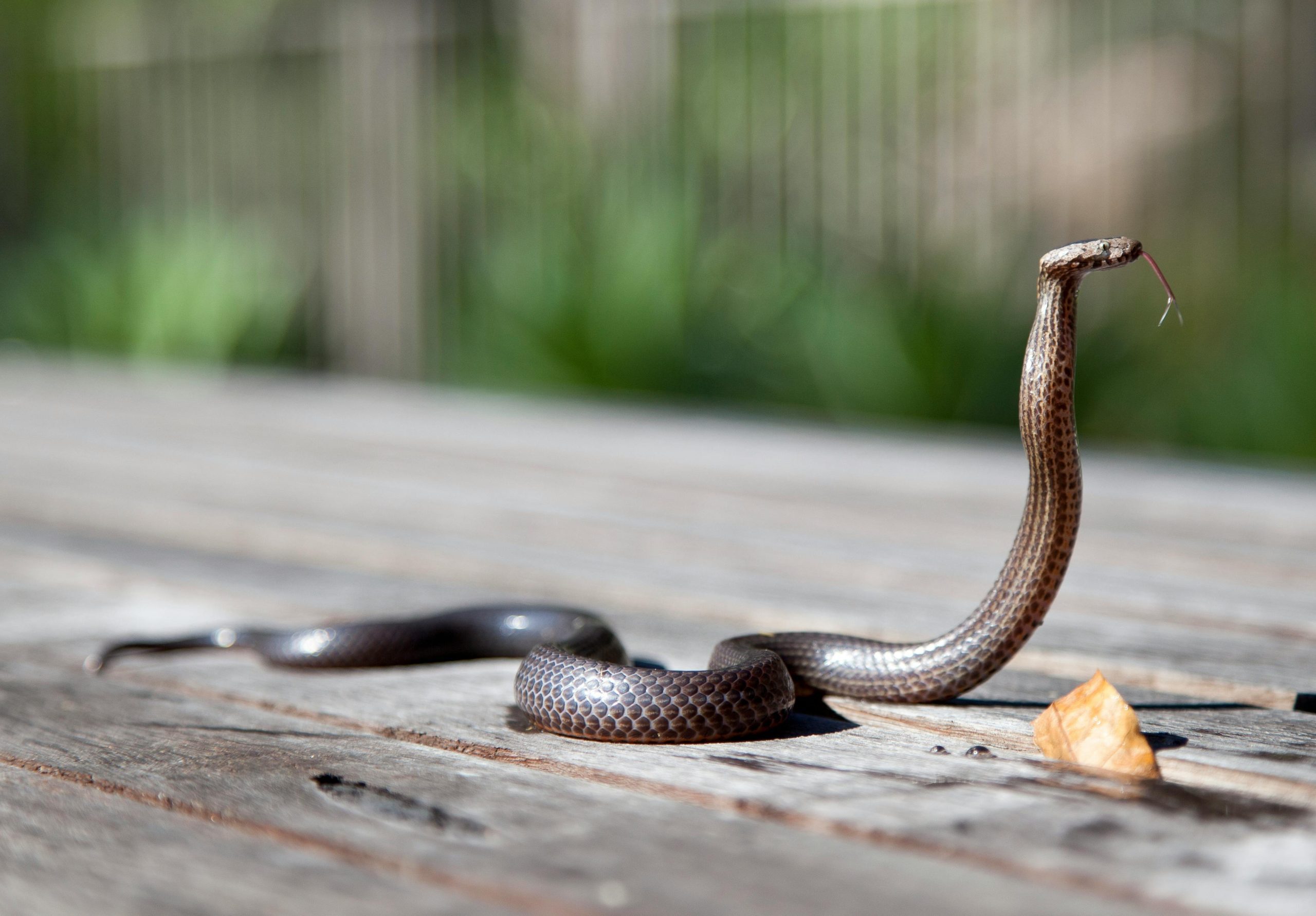 Nigerian singer’s death exposes the country’s out-of-control snakebite crisis