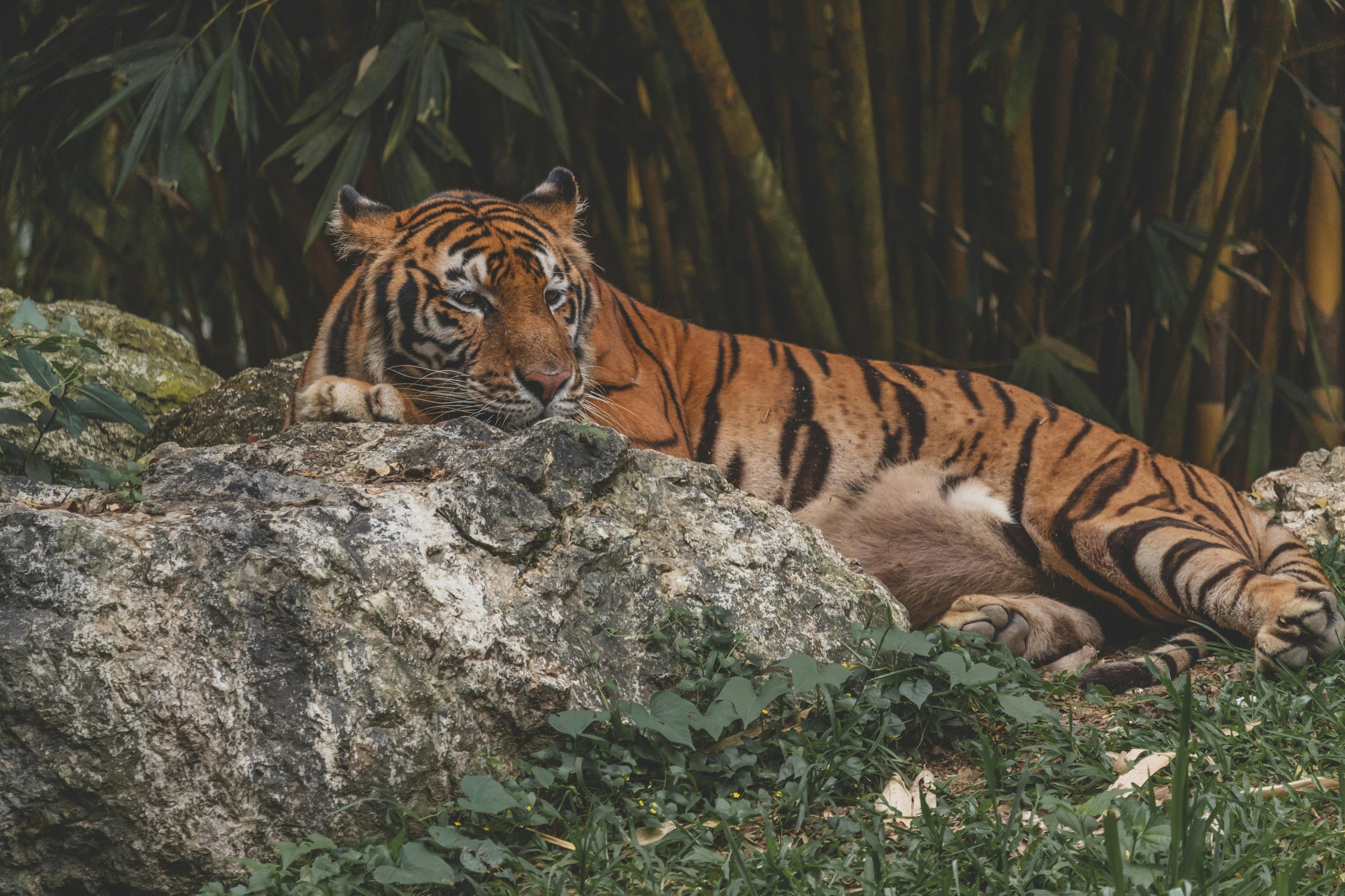 Probe underway after illness kills 72 tigers in tourist park