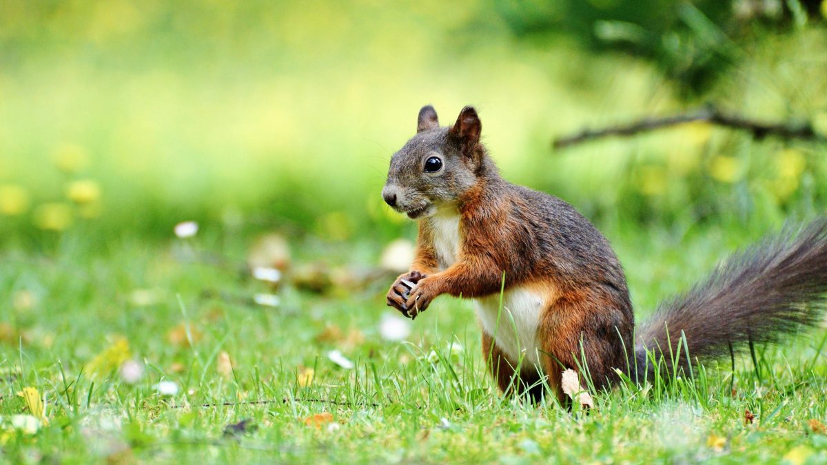 Squirrel stops play as high-flying Hull City suffer loss